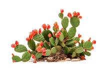 Prickly Pear Blooming Cactus Bush, Png File Of Isolated Cutout Object On Transparent Background.