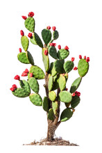Prickly pear blooming cactus bush, png file of isolated cutout object on transparent background.
