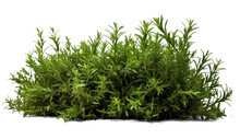 Rosemary Bush, Png File Of Isolated Cutout Object With Shadow On Transparent Background.
