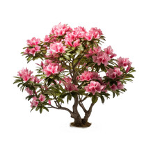 Woody Bush Of Pink Rhododendron Flowers Growing In The Ground, Png File Of Isolated Cutout Object With Shadow On Transparent Background.