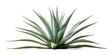 Agave bush, png file of isolated cutout object with shadow on transparent background.