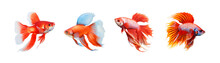 Collection Of  Colorful Fighting Siamese Fish With Beautiful Silk Tail  Amazing Exotic Tropical Fish 