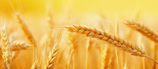 Wall Mural - Golden wheat spikelets in the field representing a bountiful summer harvest in nature s agricultural panorama