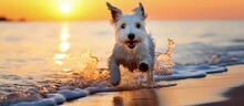 White Parson Russell Terrier Runs On Beach Near Water At Sunset