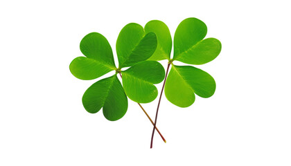 two leaf clover isolated on transparent background cutout