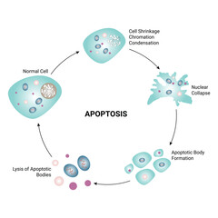 Apoptosis Science Design Vector Illustration