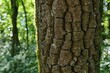Bark wood texture with tile shaped pattern, possibly of Diospyros genus, slightly covered with moss. Green sunlit foliage in background. Spring season. 