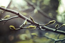 Close Up Small Undeveloped Leaf Buds On Tree Branch In Springtime Concept Photo