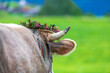 Viehscheid - Kuh - Horn - geschmückt - Kranzkuh - Allgäu - Almabtrieb