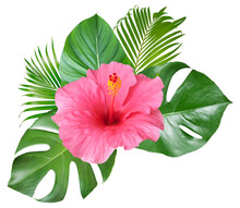 Pink Hibiscus Flowers And Monstera Leaves In A Tropical Arrangement Isolated On Transparen Background