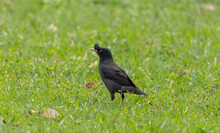 Crested Myna Bird Sitting On Grassy Ground On A Blurred Natural Background, Acridotheres Cristatellus
