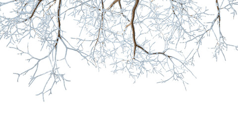 Isolated branches of a snow tree on white background