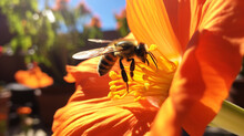 A Bee Pollinating A Vibrant Orange Pumpkin Blossom In A Sunlit Garden