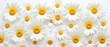 White banner with daisies and water drops