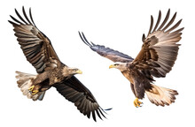 Two Eagle Flying On Isolated Background