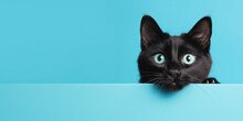 Black Cat On Blue Background	