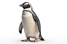 Penguin Isolated On White Background