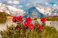Rhododendron ferrugineum, alpenrose, on a sunny summer day at Lake Klaussee, Mount Klausberg, Ahrntal valley, Pustertal, Trentino, Bozen, South Tyrol