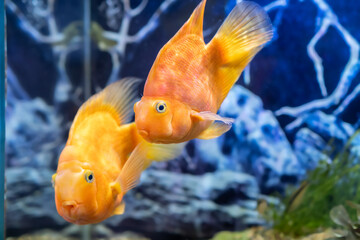 Wall Mural - Orange parrot fish in the aquarium. Red Parrot Cichlid. Aquarium fish