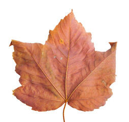 Sticker - Autumn maple branch with leaves isolated on  background