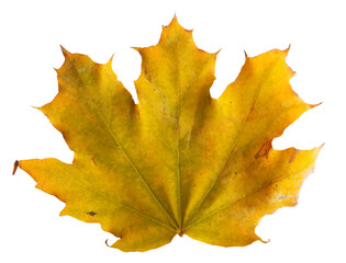 Sticker - Autumn maple branch with leaves isolated on  background