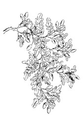 oak tree branch with acorns isolated on white, sketched in ink