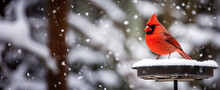 Red Cardinal Bird In Winter. 