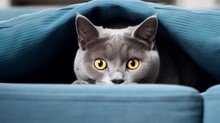 A Sleek Russian Blue Cat Peering Inquisitively From Behind The Cushions Of A Modern Couch