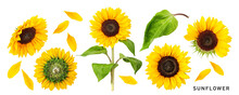 Sunflower Flowers Set Isolated. PNG With Transparent Background. Flat Lay. Without Shadow.