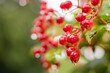 A bunch of viburnum with red berries and raindrops. Viburnum in the fall in rainy weather