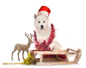 Canvas Print - samoyed dog in studio