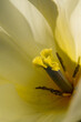 yellow tulip closeup