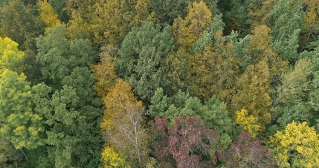 Aufkleber - Beautiful autumn forest, Beautiful autumn forest aerial
