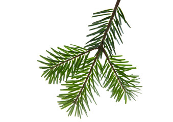 Wall Mural - Christmas tree branch isolated on white transparent background, PNG. Xmas spruce, green fir pine twig closeup