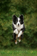 border collie dog jumping in the air cool photos of dogs