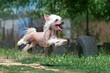 funny photo of chinese crested dog flying