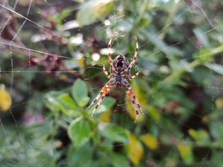 Spider in the spider web close view, spider with blurred background