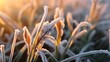 Leinwandbild Motiv Winter crops, wheat damaged by early spring frosts, frozen plants in the meadow at sunrise, germinated grain in agricultural fields covered with hoarfrost, sowing wheat campaign in the spring.