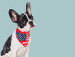 Cute puppy and a collar in the colors of the American Flag. Studio shot. Isolated background. Close-up, indoors. Day light. Concept of care, education, obedience training and raising pet
