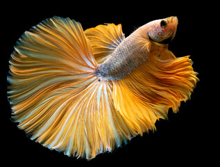 Wall Mural - Yellow Siamese fighting fish,fighting fish, Betta splendens, Betta fish on black background