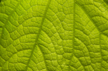 pattern of light green plant leaves, green background