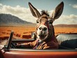 Funny donkey driving a car