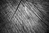 Fototapeta  - Pęknięcia na przekroju pnia drzewa, jako tło obrazu