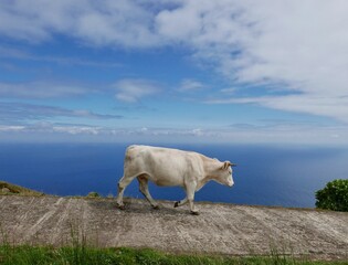 Wall Mural - Happy cows at edge of the world. Caldeirao of Corvo, Azores.