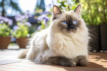 Ragdoll Cat With Blue Eyes Lying And Look Away By Sunny Window, Enjoy Summer Autumn  Spring Moment With Green Flower Tree Background, Pet At Home