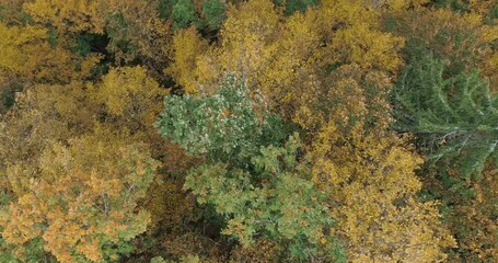 Aufkleber - Beautiful autumn forest, Beautiful autumn forest aerial