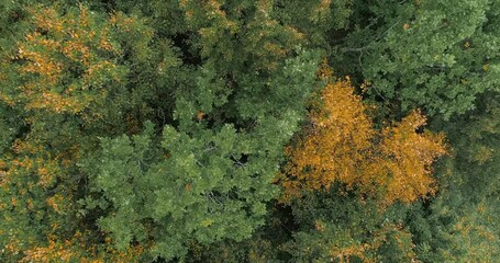 Aufkleber - Beautiful autumn forest, Beautiful autumn forest aerial