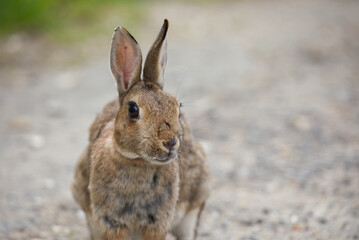 Poster - Rabbit by gravel road, front view