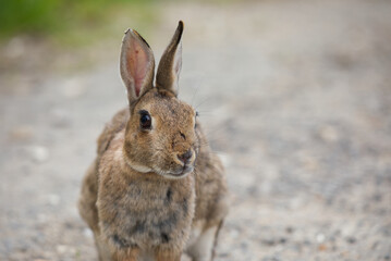 Wall Mural - Rabbit by gravel road, front view