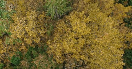 Aufkleber - Beautiful autumn forest, Beautiful autumn forest aerial